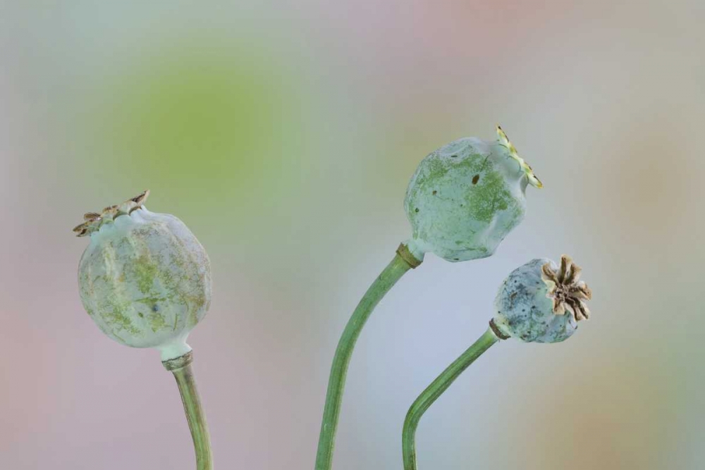Washington Colorful poppy seed heads on stems art print by Don Paulson for $57.95 CAD