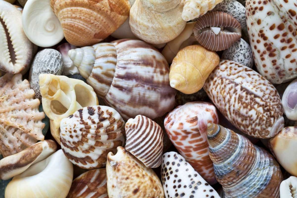 Washington Close-up of collection of sea shells art print by Don Paulson for $57.95 CAD