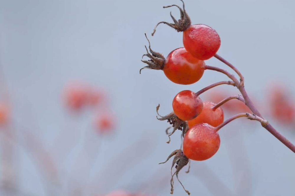 Washington, Seabeck Wild rose hips in winter art print by Don Paulson for $57.95 CAD