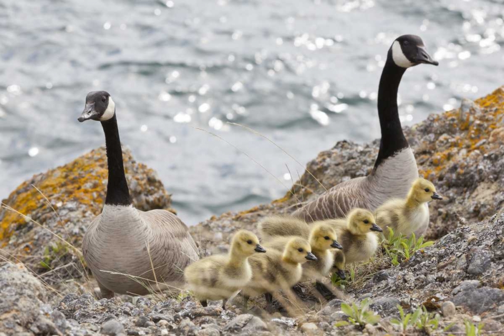 WA, San Juans Canada geese with goslings art print by Don Paulson for $57.95 CAD