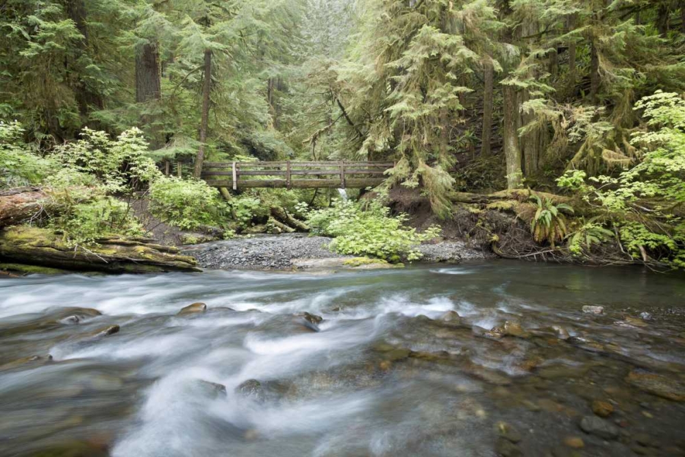 WA, Olympic NP Barnes Creek flows through forest art print by Don Paulson for $57.95 CAD