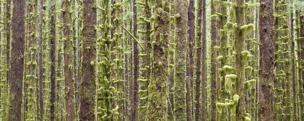 WA, Olympic NP Trees in Hoh River Rainforest art print by Don Paulson for $57.95 CAD