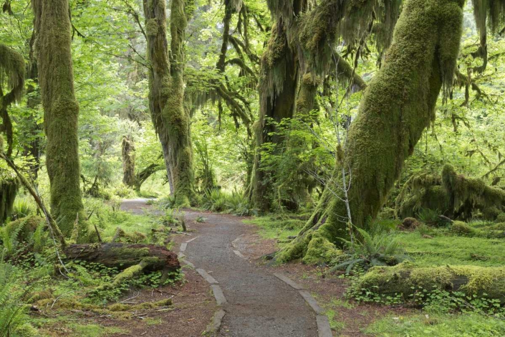 WA, Olympic NP Hall of Mosses Trail art print by Don Paulson for $57.95 CAD