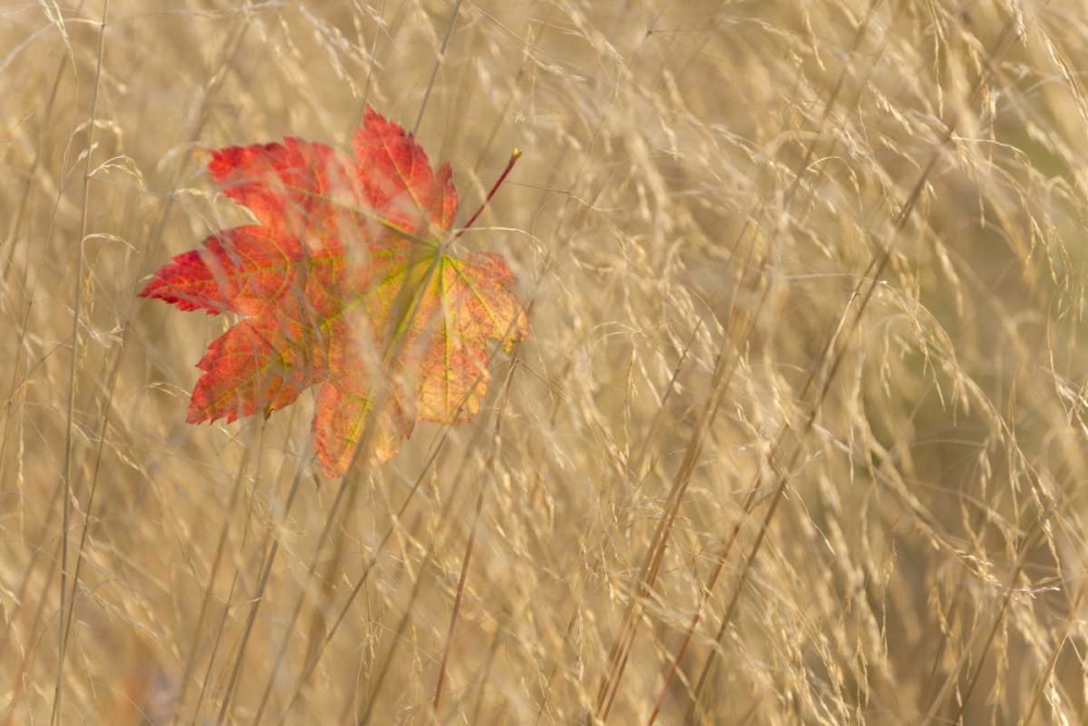 WA, Seabeck Vine maple leaf caught in fall grass art print by Don Paulson for $57.95 CAD
