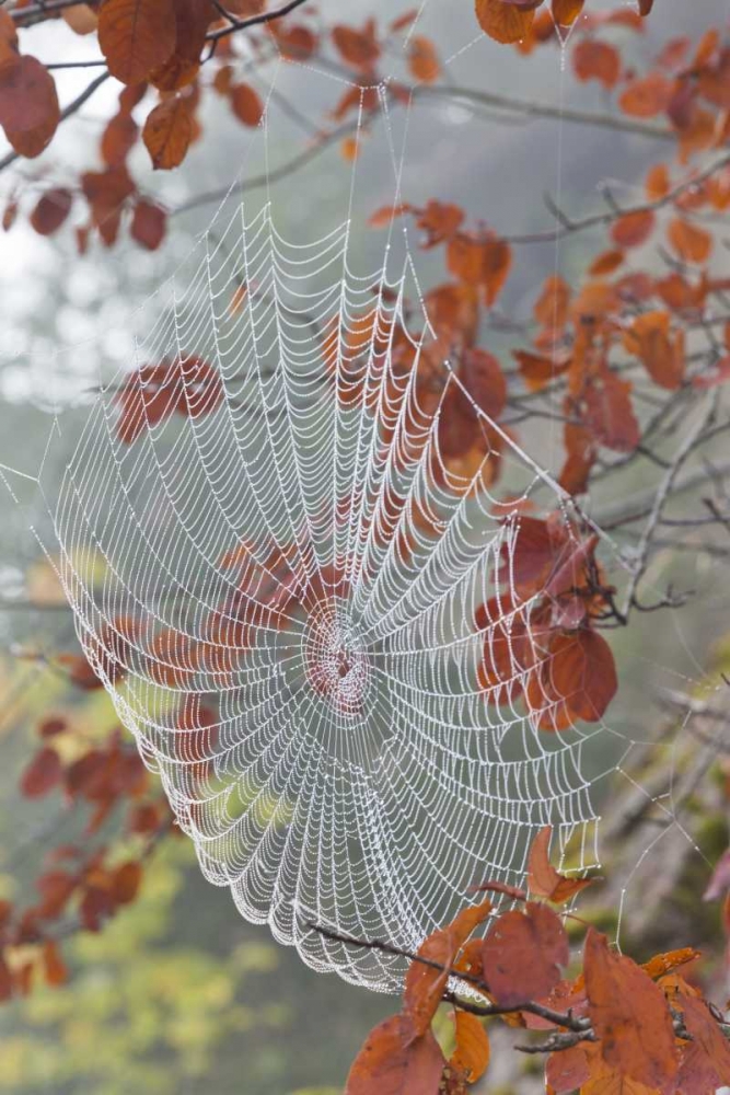 Washington, Seabeck Dew on spider web in tree art print by Don Paulson for $57.95 CAD