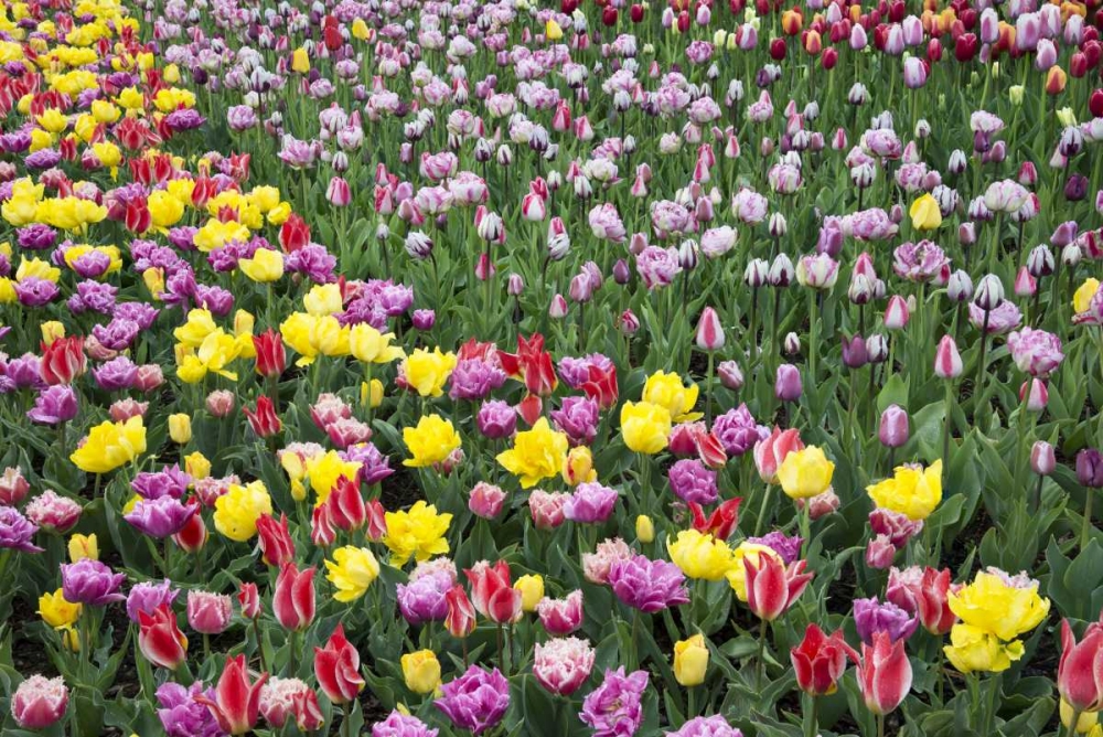 USA, Washington Field of blooming tulips art print by Jones Shimlock for $57.95 CAD