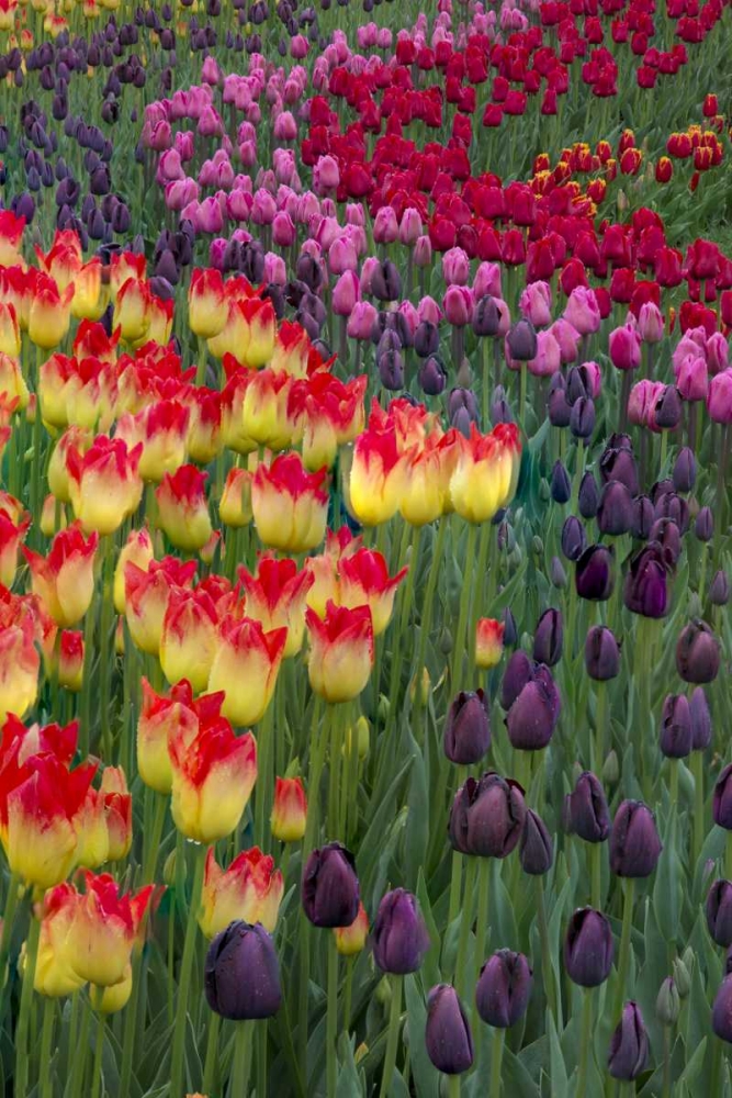 USA, Washington Blooming tulips art print by Jones Shimlock for $57.95 CAD