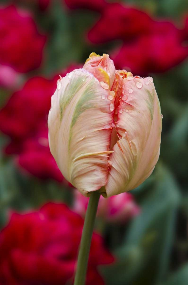 USA, Washington Tulip bud begins to open art print by Jones Shimlock for $57.95 CAD