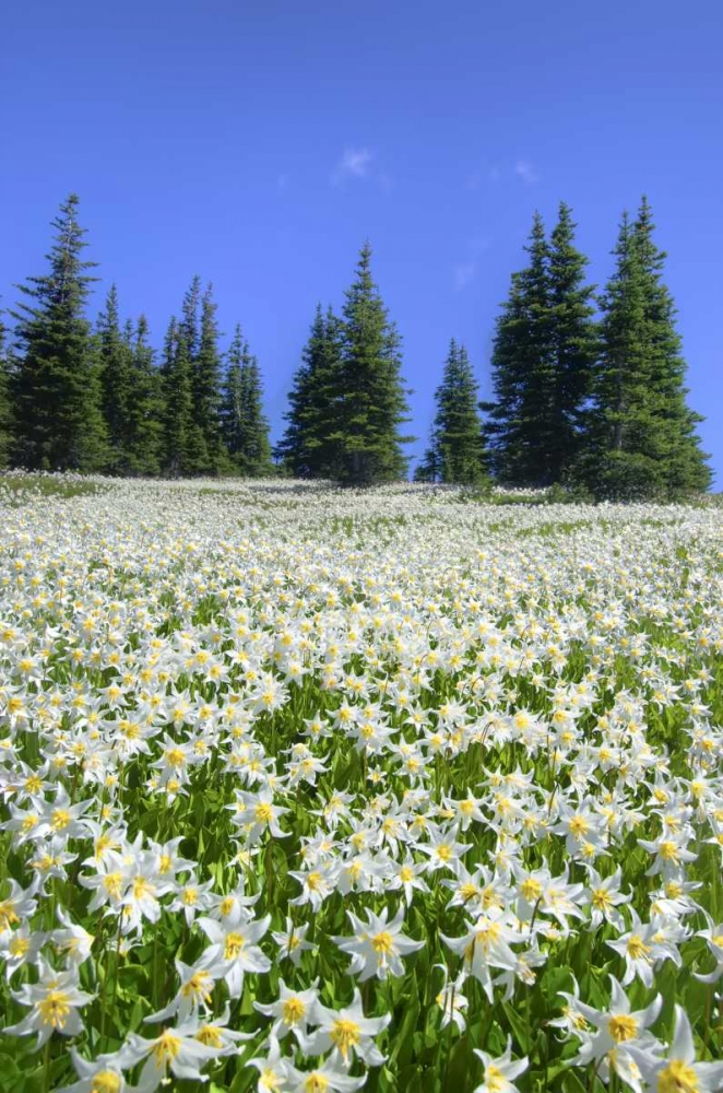 WA, Olympia NP High-altitude lilies in bloom art print by Jones Shimlock for $57.95 CAD