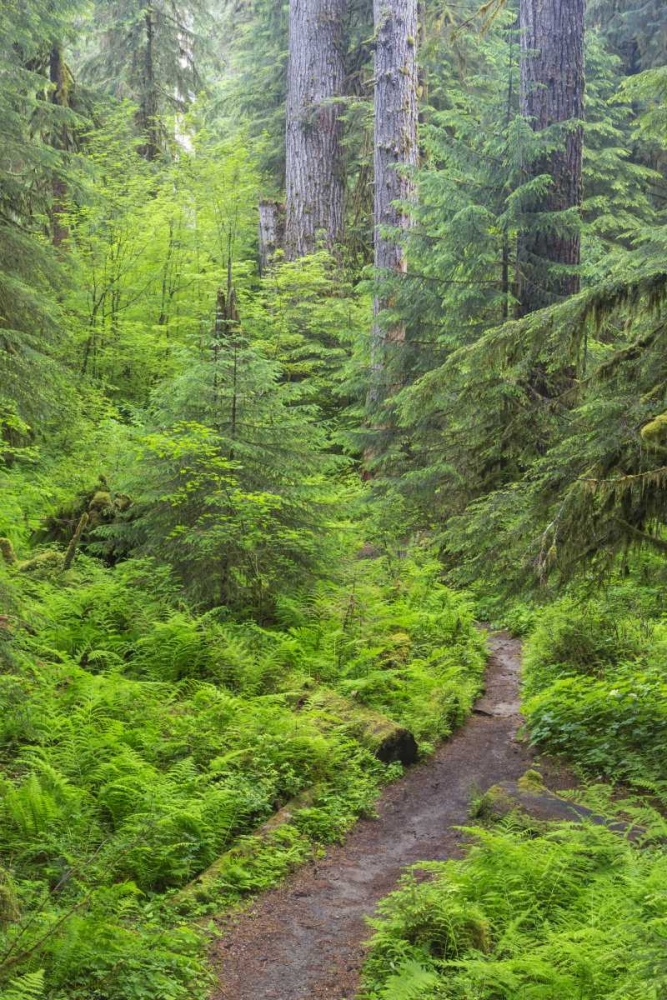 USA, Washington, Olympic NP Forest trail art print by Don Paulson for $57.95 CAD