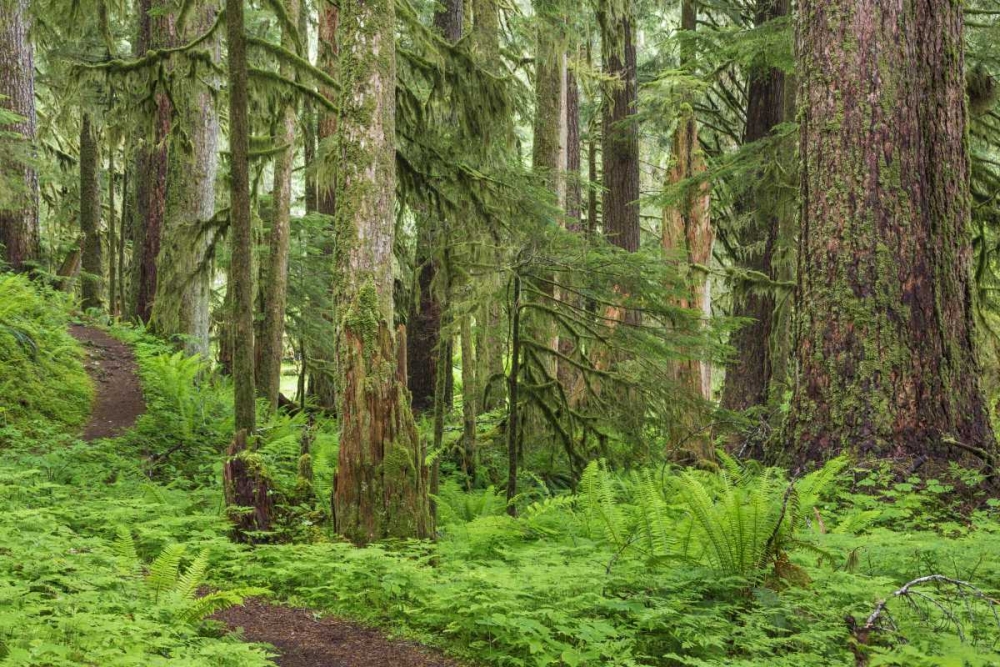 Washington, Olympic NP Old growth forest art print by Don Paulson for $57.95 CAD