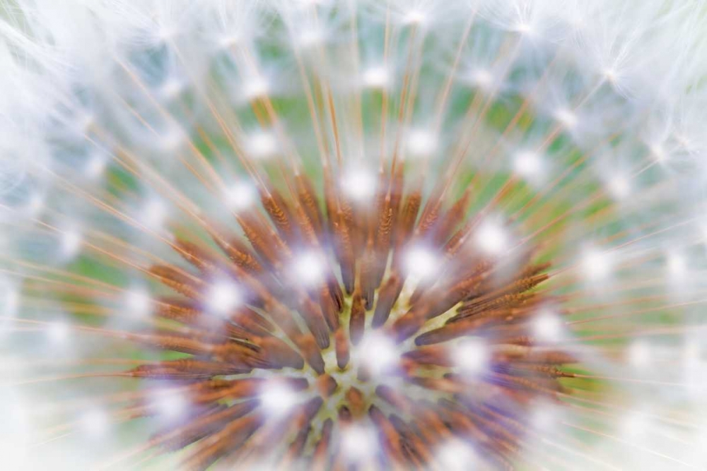 WA, Bainbridge Island Abstract of dandelion seed art print by Don Paulson for $57.95 CAD