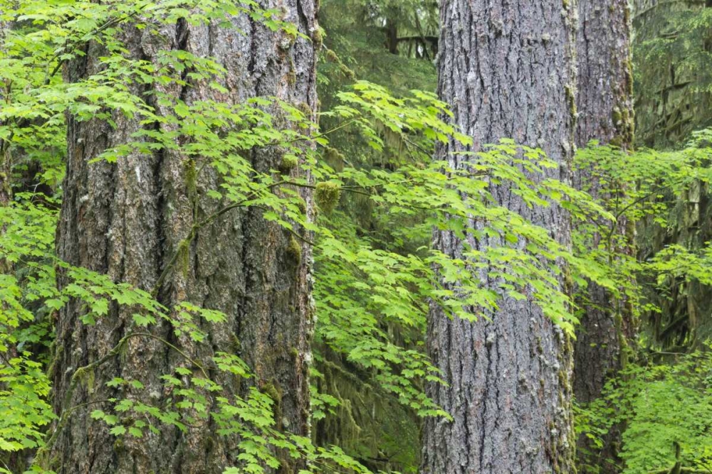 WA, Olympic NP Vine maple and Douglas fir trees art print by Don Paulson for $57.95 CAD