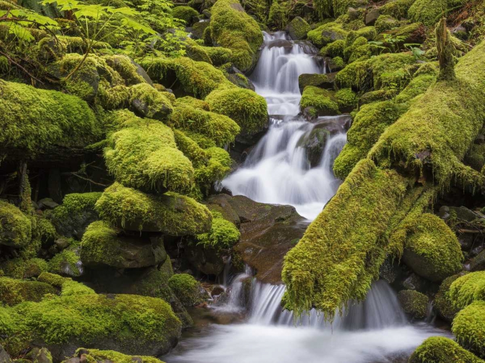 Washington, Olympic NP Small stream in forest art print by Don Paulson for $57.95 CAD