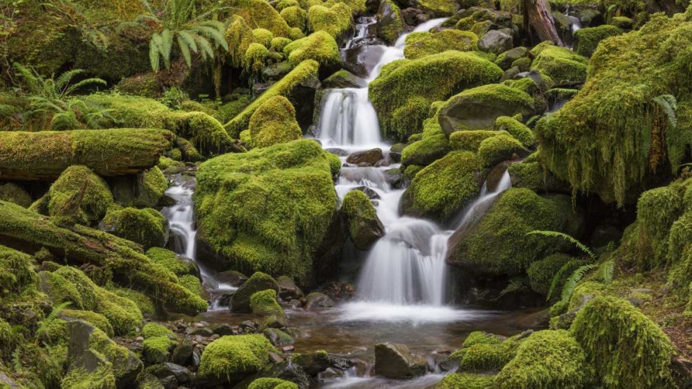 Washington, Olympic NP Small stream in forest art print by Don Paulson for $57.95 CAD