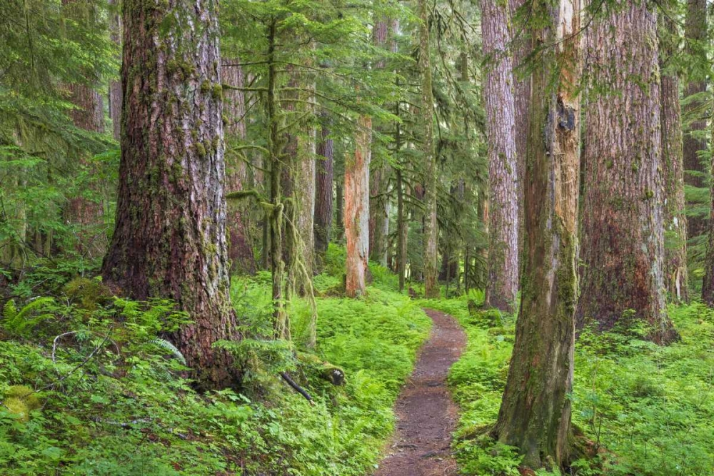 Washington, Olympic NP Old growth forest art print by Don Paulson for $57.95 CAD