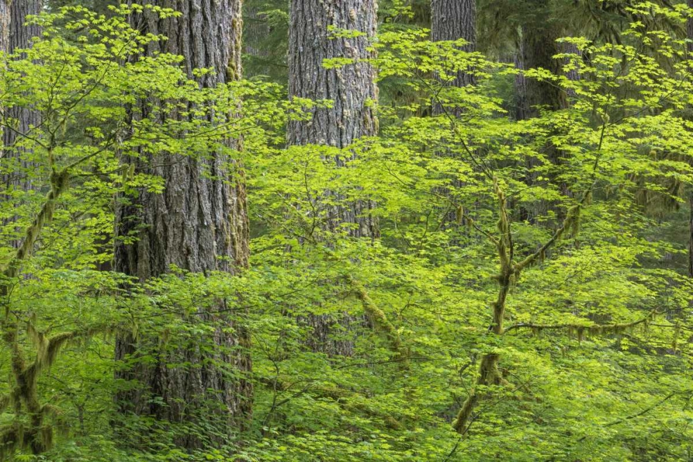 WA, Olympic NP Vine maple and Douglas fir trees art print by Don Paulson for $57.95 CAD