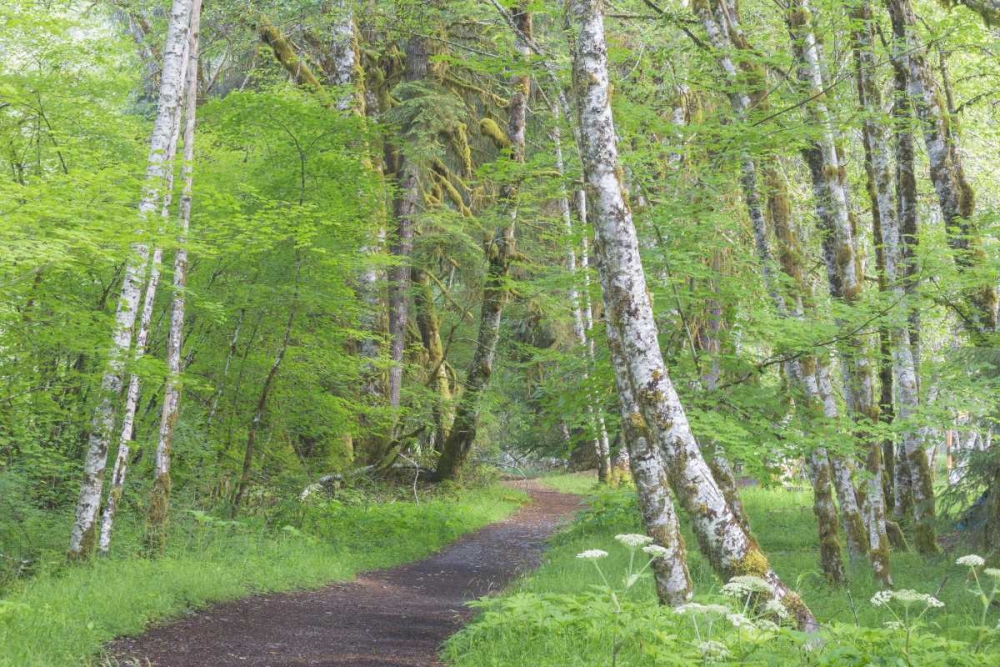 Washington, Olympic NP Trail through a forest art print by Don Paulson for $57.95 CAD