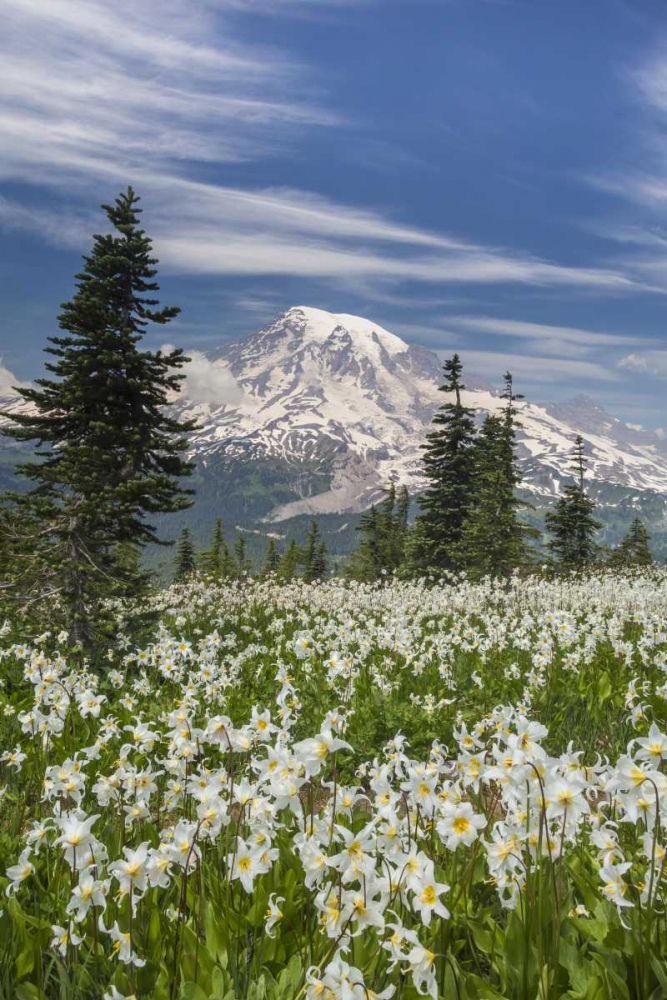 Washington Avalanche lilies and Mount Rainier art print by Don Paulson for $57.95 CAD
