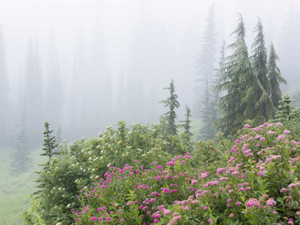 WA, Mount Rainier NP flowers in misty forest art print by Don Paulson for $57.95 CAD