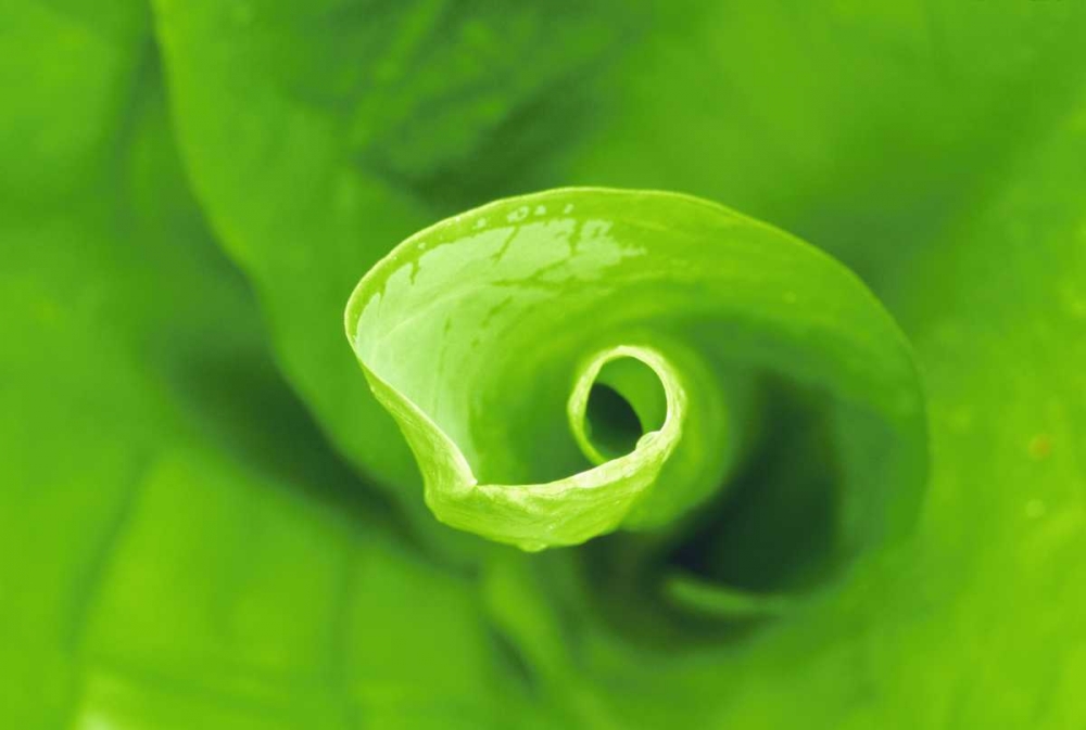 WA, Olympic NP Unfurling skunk cabbage leaf art print by Marie Bush for $57.95 CAD