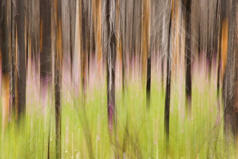 Canada, BC, Motion blur of grass and trees art print by Don Paulson for $57.95 CAD