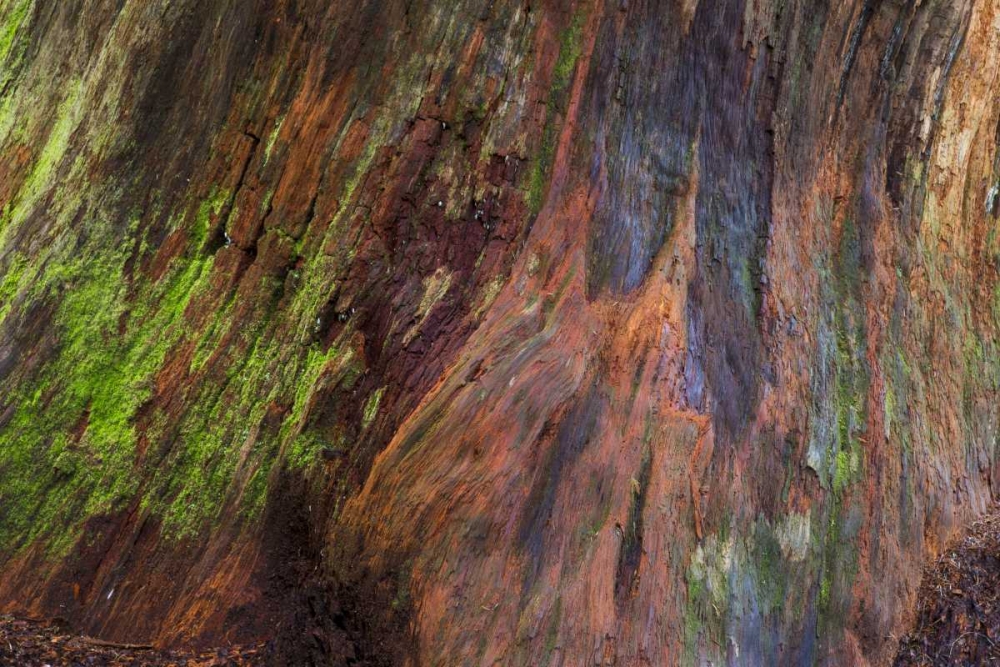 Washington, Olympic NP Rotten stump with moss art print by Don Paulson for $57.95 CAD