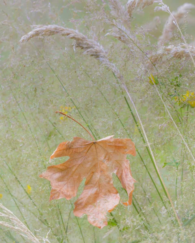 Washington, Seabeck Maple leaf in meadow grasses art print by Don Paulson for $57.95 CAD