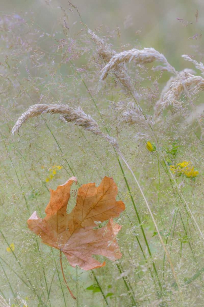 Washington, Seabeck Maple leaf in meadow grasses art print by Don Paulson for $57.95 CAD