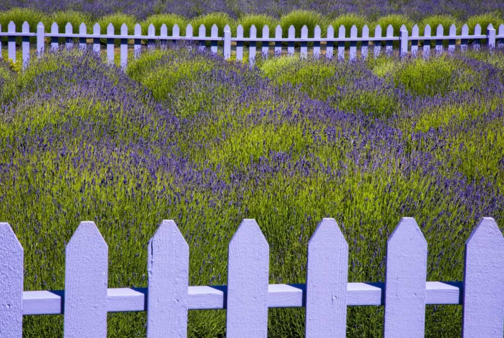 WA, Sequim Field of lavender with picket fence art print by Jean Carter for $57.95 CAD