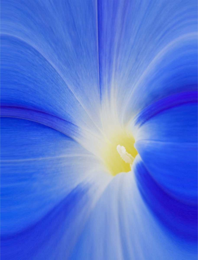 Washington State, Palouse A morning glory flower art print by Dennis Flaherty for $57.95 CAD