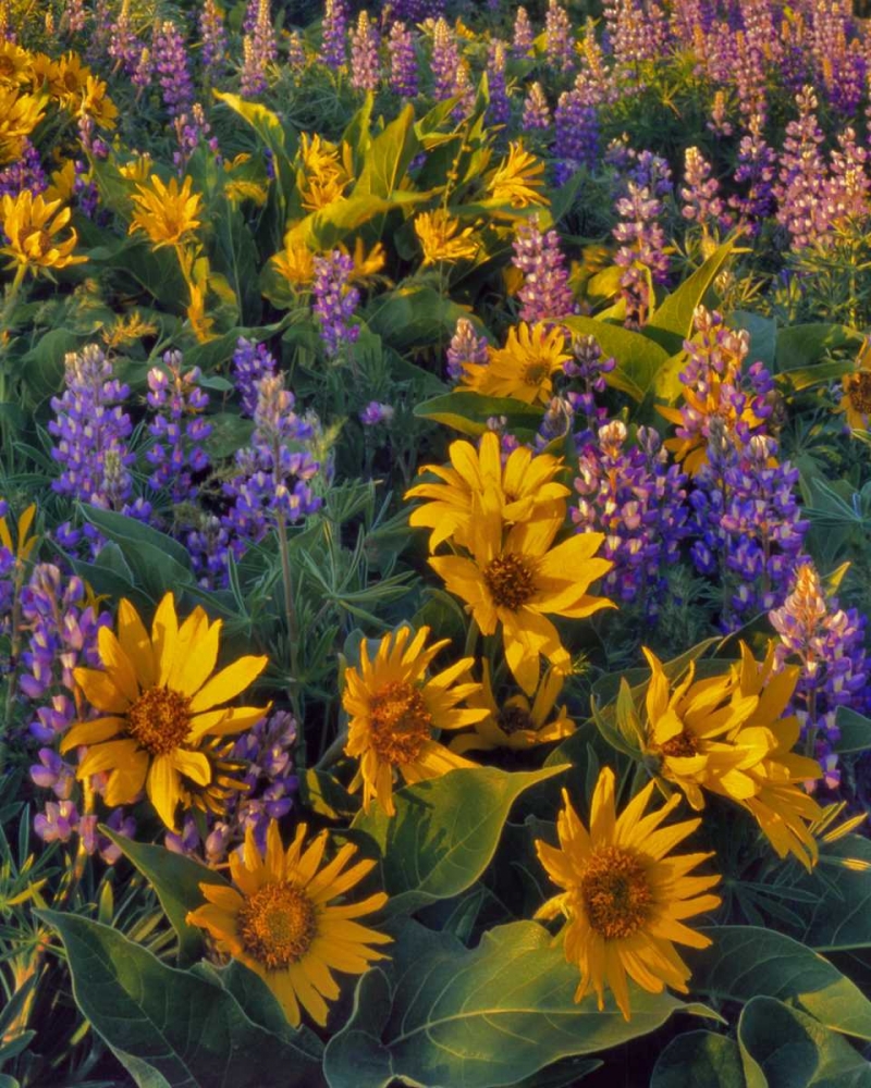Washington Balsamroot and lupine at dusk art print by Steve Terrill for $57.95 CAD