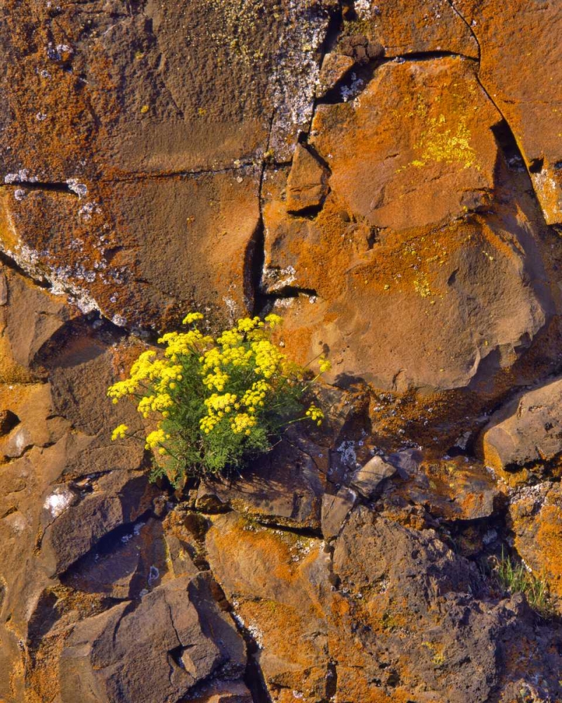 USA, Washington Lomatium flowers on basalt rocks art print by Steve Terrill for $57.95 CAD