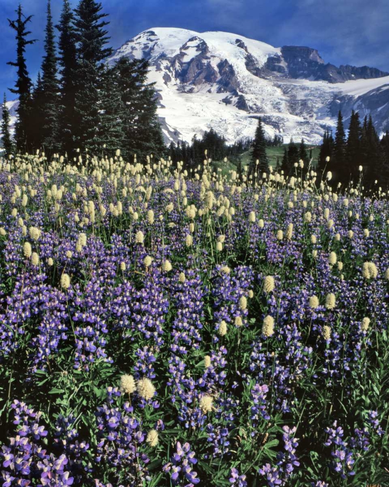 WA, Paradise Park Field of lupine and bistort art print by Steve Terrill for $57.95 CAD