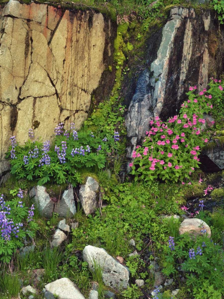 WA, Mount Rainier NP Lupine and monkey flower art print by Steve Terrill for $57.95 CAD