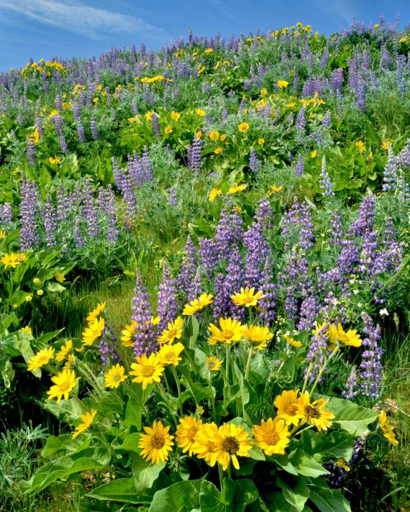 WA, Balsamroot and lupine in Columbia Gorge NSA art print by Steve Terrill for $57.95 CAD