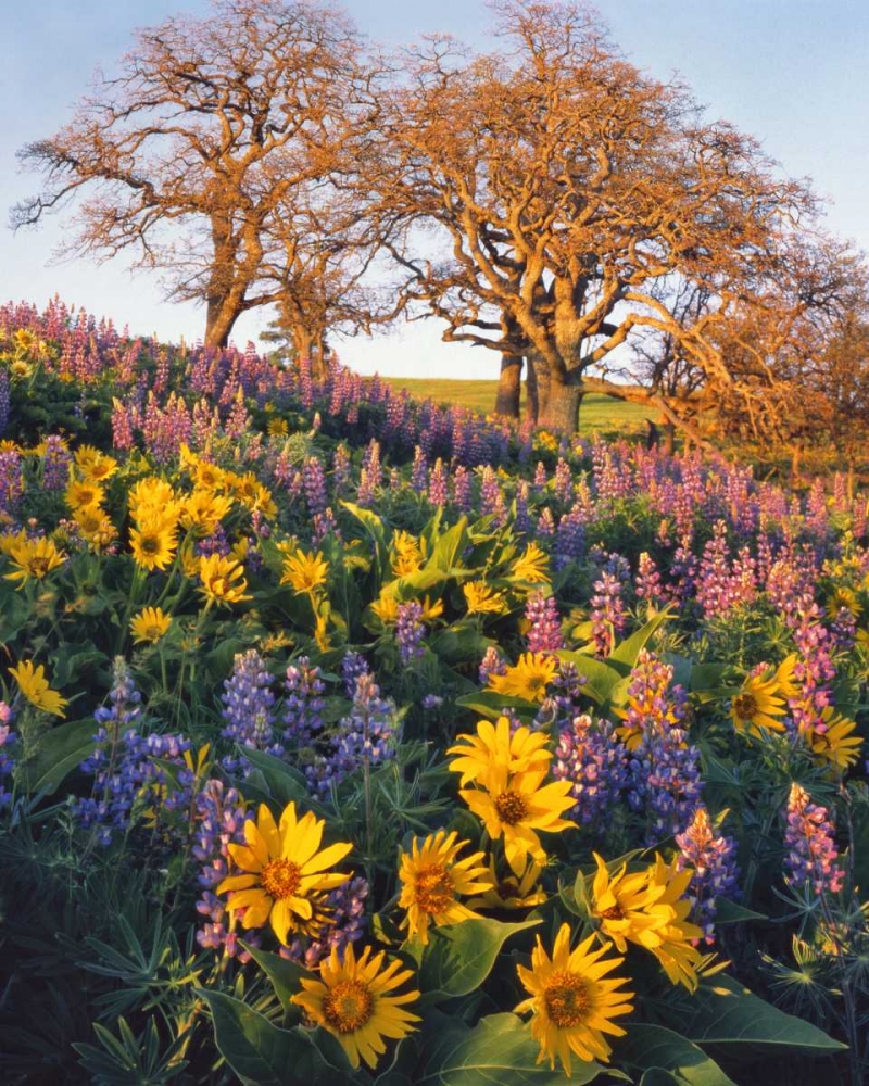 WA, Balsamroot, lupine, and oaks on hillside art print by Steve Terrill for $57.95 CAD