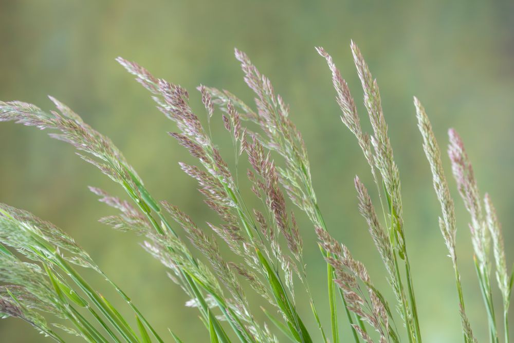 USA, Washington State, Seabeck. Velvet grass close-up art print by Jaynes Gallery for $57.95 CAD