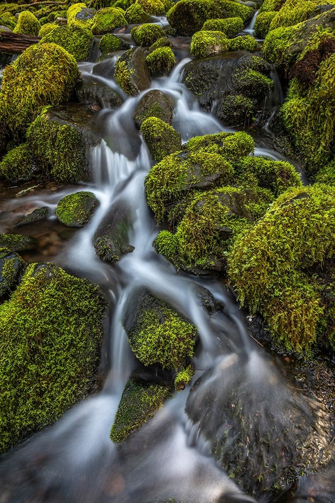 Washington State-Olympic National Park Cedar Creek scenic art print by Jaynes Gallery for $57.95 CAD