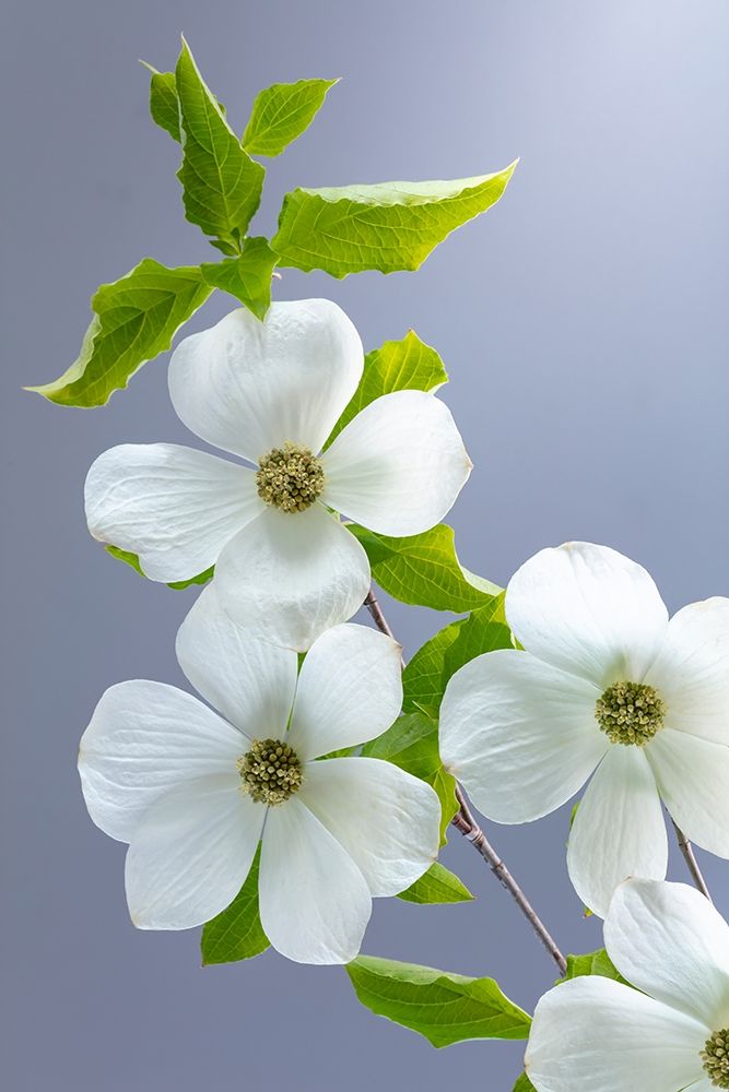 Washington State-Seabeck Pacific dogwood flower close-up art print by Jaynes Gallery for $57.95 CAD