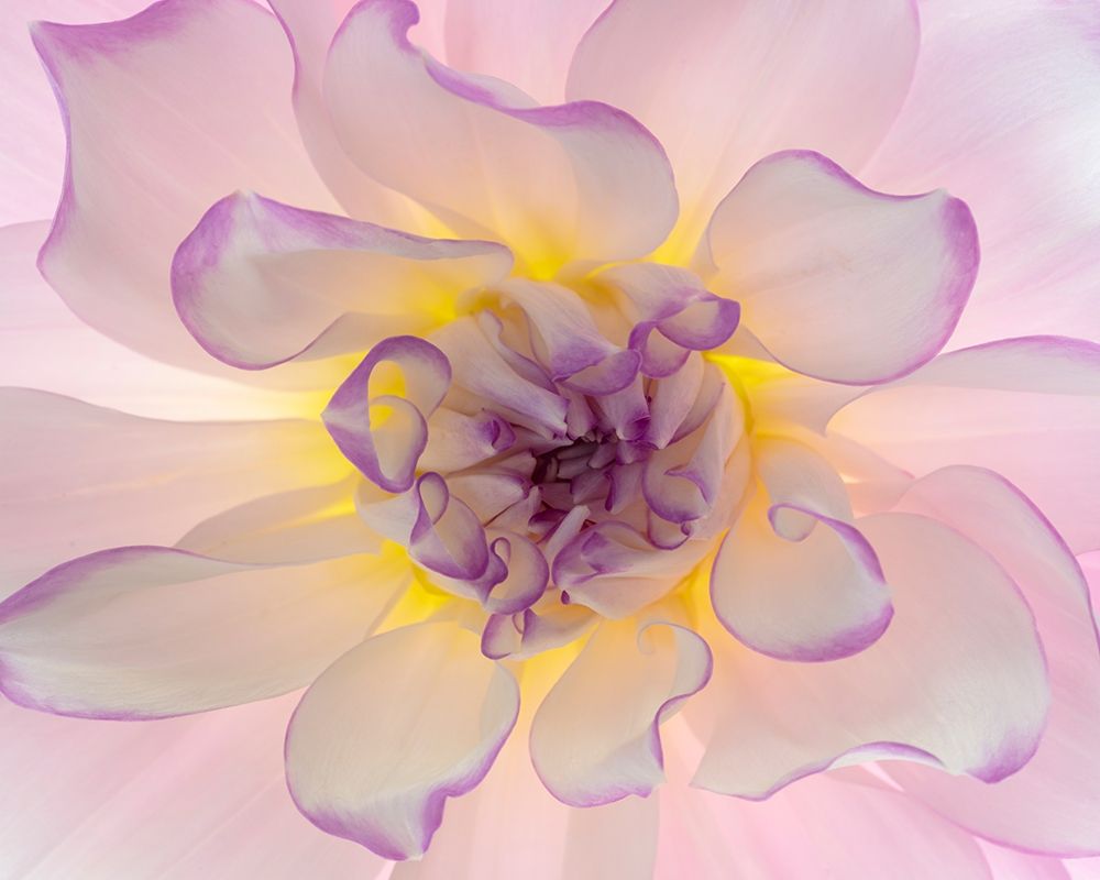 Washington-Seabeck Glowing dahlia flower close-up art print by Jaynes Gallery for $57.95 CAD