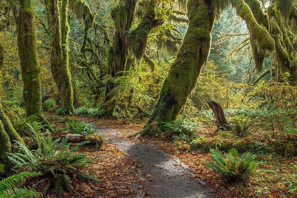 Washington State-Olympic National Park Panoramic composite of trail through mossy forest  art print by Jaynes Gallery for $57.95 CAD