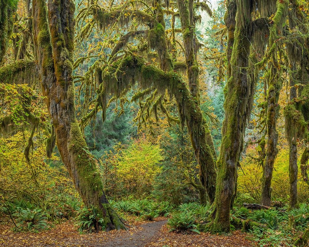Washington State-Olympic National Park Trail through mossy forest  art print by Jaynes Gallery for $57.95 CAD
