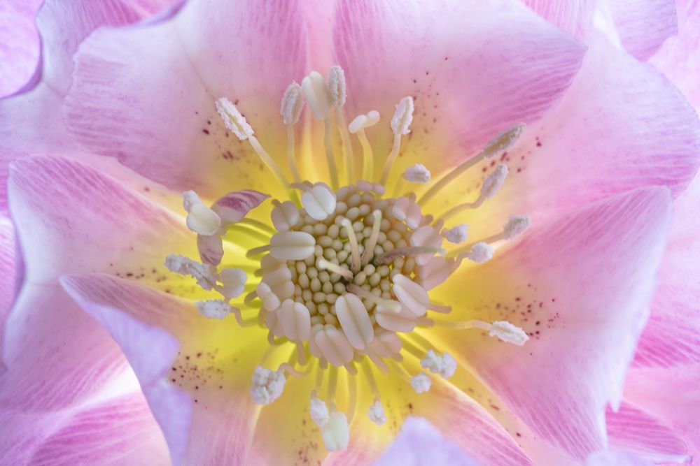 Washington State-Seabeck Hellebore blossom close-up art print by Jaynes Gallery for $57.95 CAD