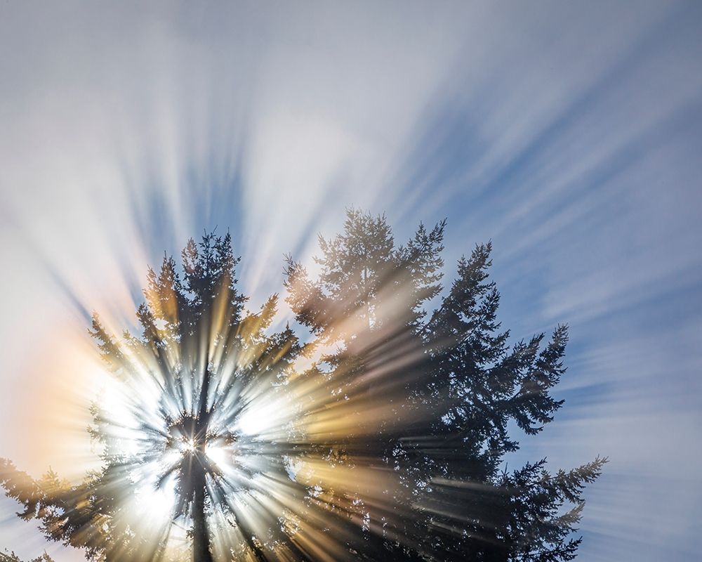 Washington State-Seabeck Morning sunburst in tree art print by Jaynes Gallery for $57.95 CAD