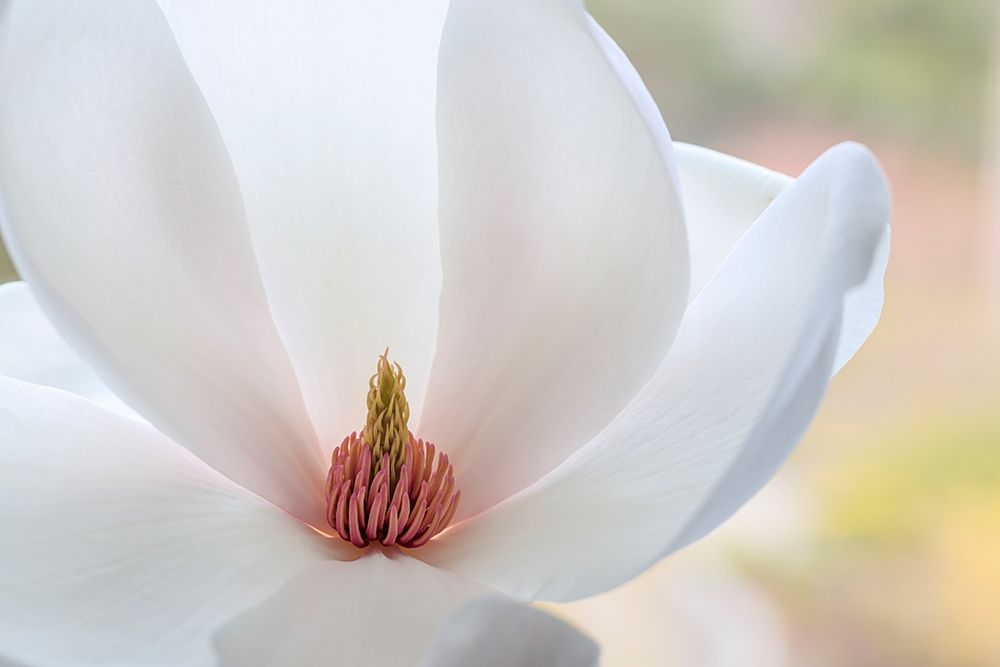 Washington State-Seabeck Close-up of tulip magnolia blossom art print by Jaynes Gallery for $57.95 CAD