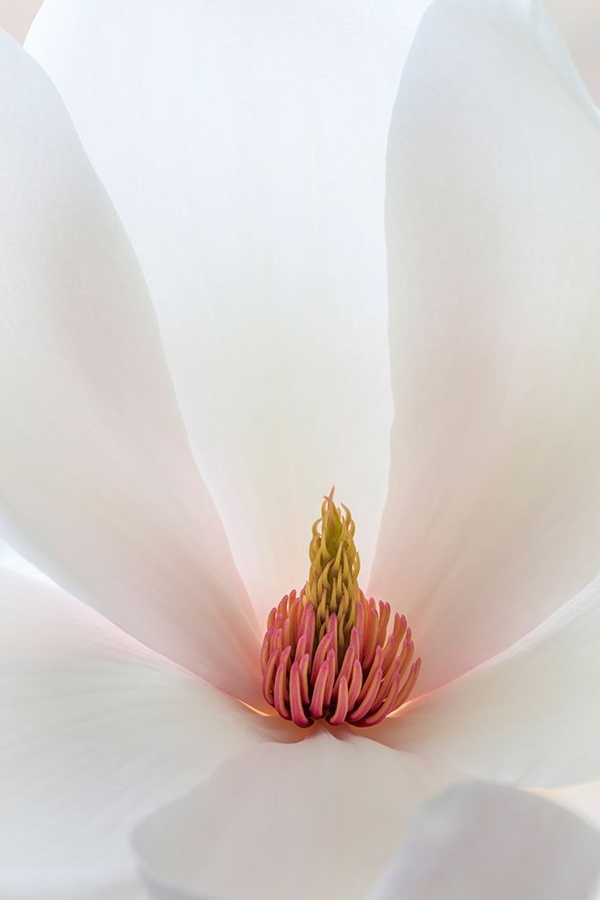 Washington State-Seabeck Close-up of tulip magnolia blossom art print by Jaynes Gallery for $57.95 CAD