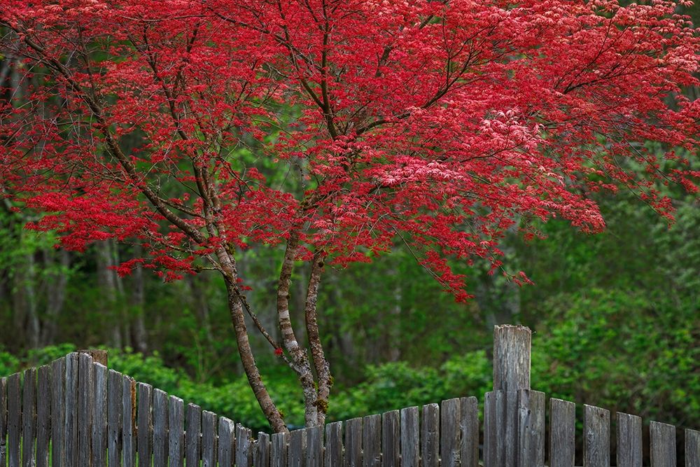 Washington State-Seabeck Blooming Japanese maple tree and fence art print by Jaynes Gallery for $57.95 CAD