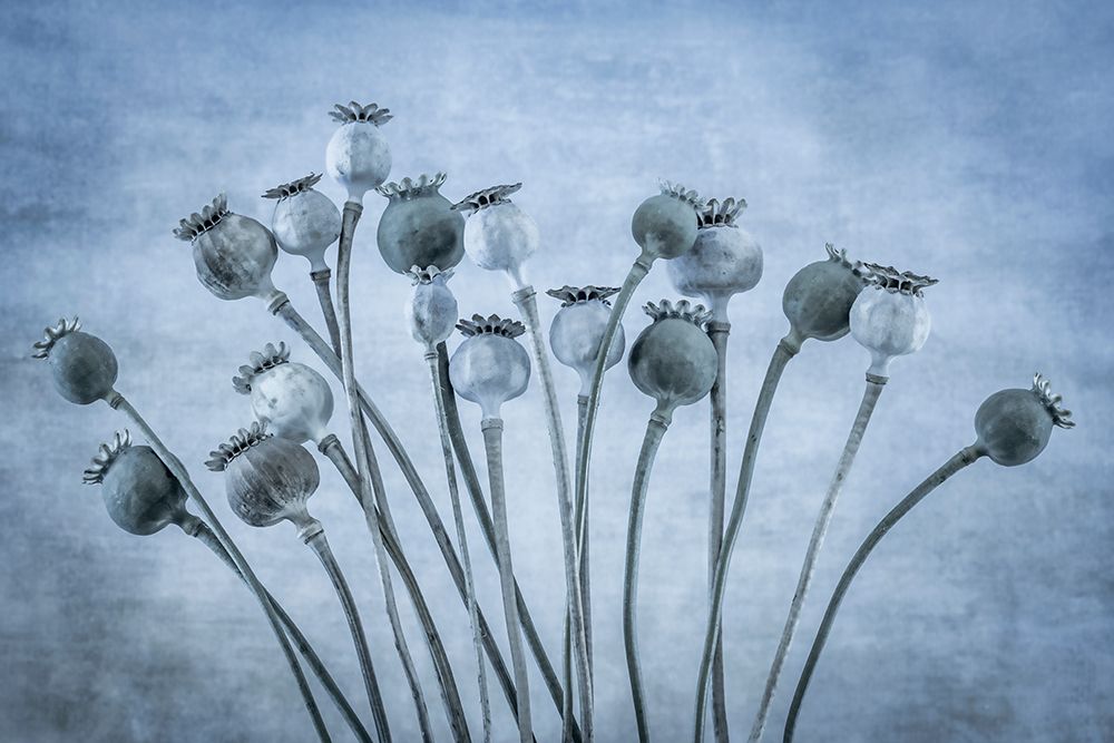 USA-Washington State-Seabeck Poppies gone to seed art print by Jaynes Gallery for $57.95 CAD