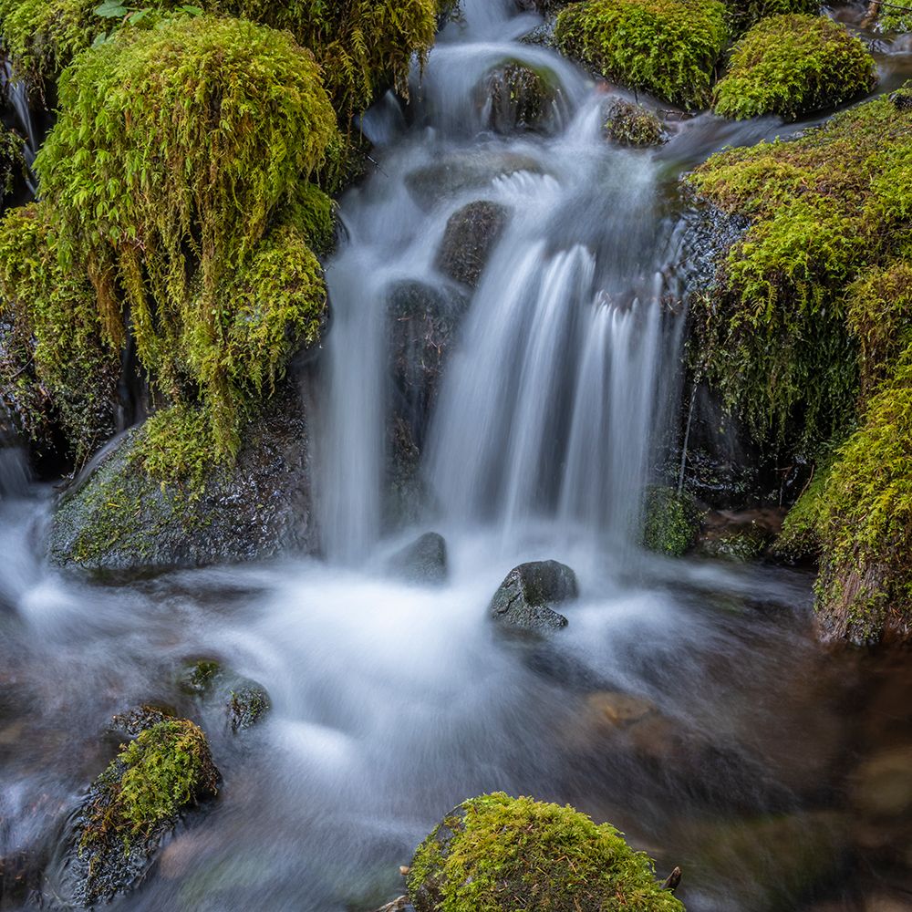 USA-Washington State-Olympic National Park Cedar Creek cascades through moss- covered boulders art print by Jaynes Gallery for $57.95 CAD